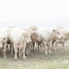 ەت ەكسپورتىنا تالاپ جوعارى