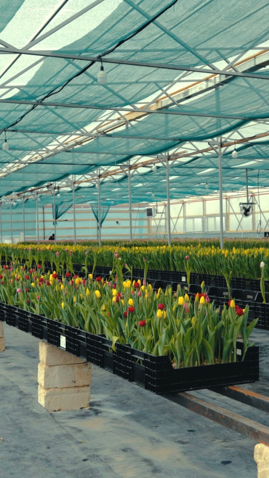 اتىراۋدا قىزعالداق وسىرىلەدى