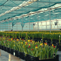 اتىراۋدا قىزعالداق وسىرىلەدى