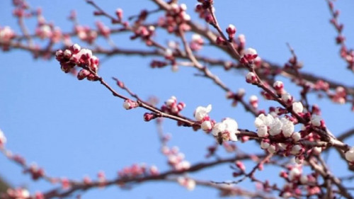 ەلىمىزدىڭ وڭتۇستىگىندە ورىك گۇلدەدى