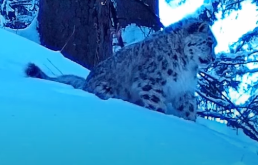 سيرەك كادر: الماتى قورىعىندا الاندار كوزگە ءتۇستى