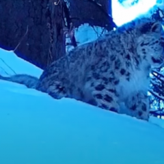 سيرەك كادر: الماتى قورىعىندا الاندار كوزگە ءتۇستى