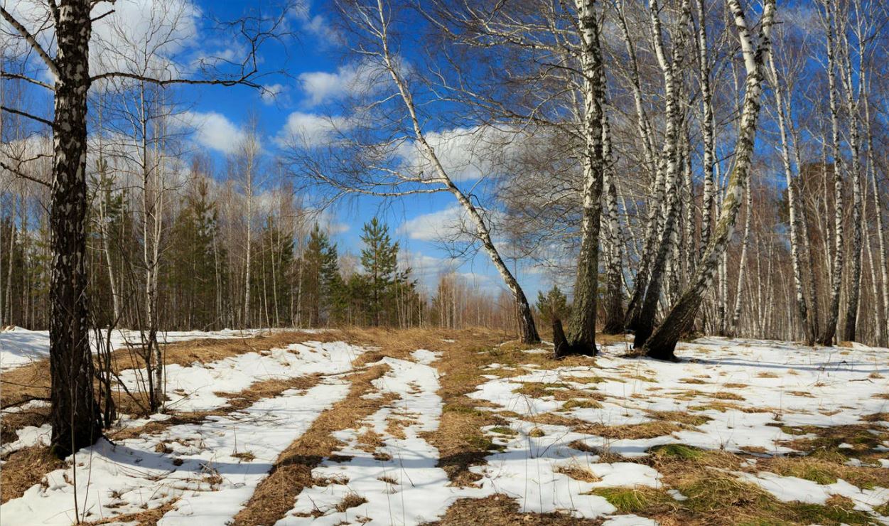 تابيعات سىناعىنا توسقاۋىل