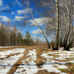 تابيعات سىناعىنا توسقاۋىل