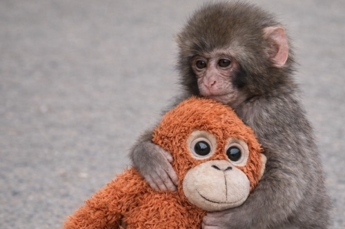 اناسىن ىزدەگەن پانچ: كىشكەنتاي مايمىل جەر بەتىن قالاي مەيىرىمگە بولەدى؟