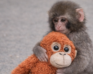 اناسىن ىزدەگەن پانچ: كىشكەنتاي مايمىل جەر بەتىن قالاي مەيىرىمگە بولەدى؟