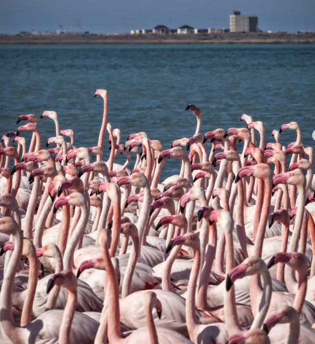 ماڭعىستاۋعا قوقيقازدار ۇشىپ كەلدى