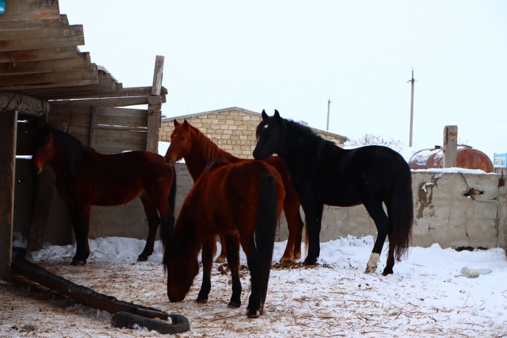 شارۋالاردى شاراسىز ەتكەن...