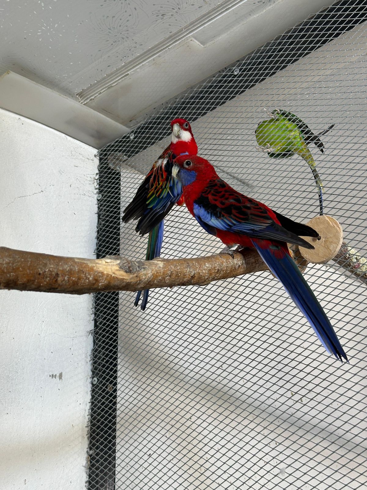 توتىقۇس اسىراعاننىڭ ۇپايى تۇگەل