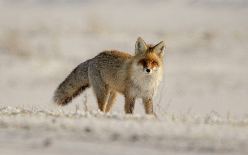 ەرتىستىڭ ەن توعايىنا تۇلكى ورالدى