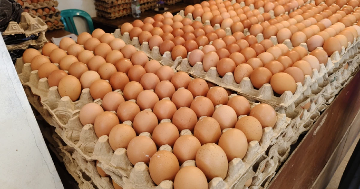 ەاەو ەلدەرىنەن جۇمىرتقانى يمپورتتاۋعا تىيىم سالىنادى