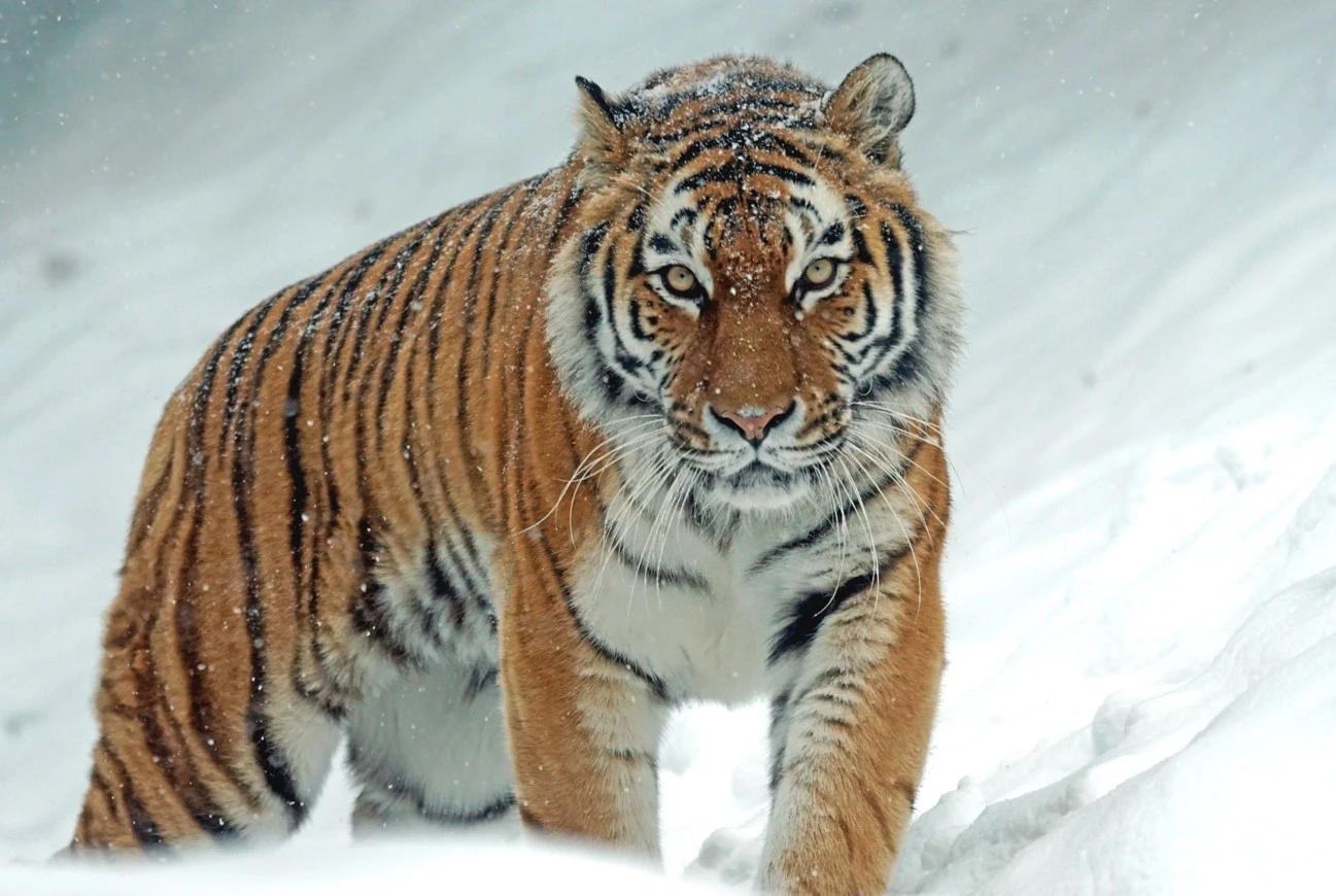 رەسەيدەن امۋر جولبارىستارى قاشان اكەلىنەدى؟