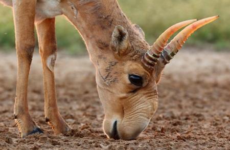 ەلىمىزدە سايعاق ءمۇيىزى اۋكتسيون ارقىلى ساتىلىمعا شىعارىلادى