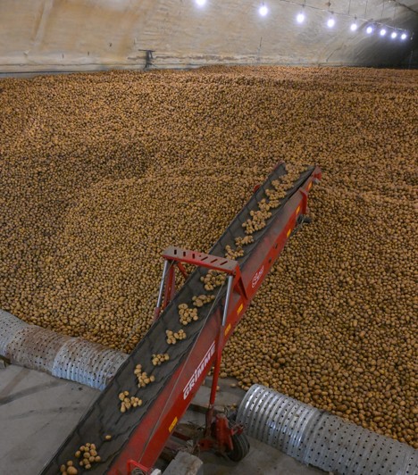 قويمالاردا كارتوپ جەتكىلىكتى