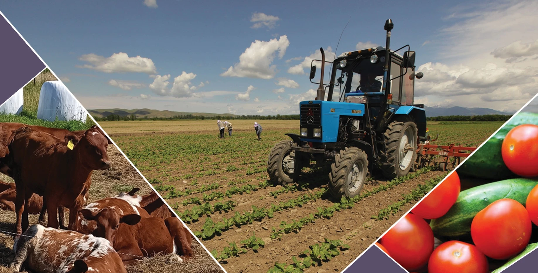 اۋىل شارۋاشىلىعى كووپەراتسياسى: ولاردى ىنتالاندىرۋ ءتاسىلى قانداي؟