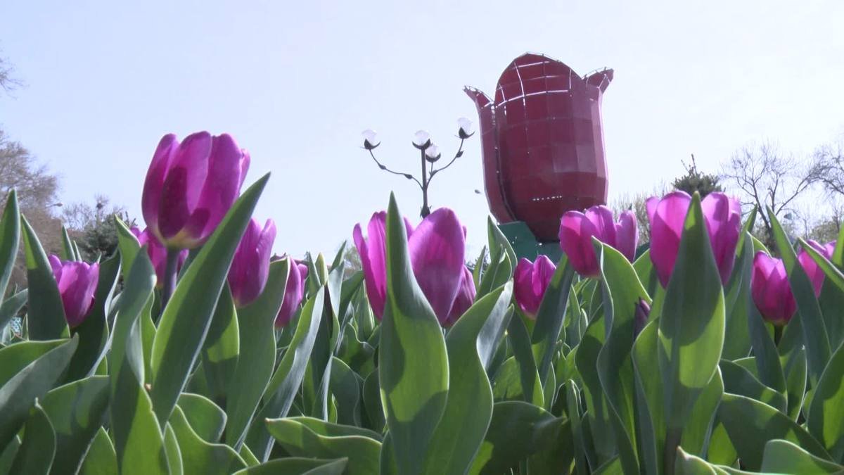 شىمكەنت كوشەلەرىنە 1,6 ملن ءتۇپ گۇل ەگىلەدى