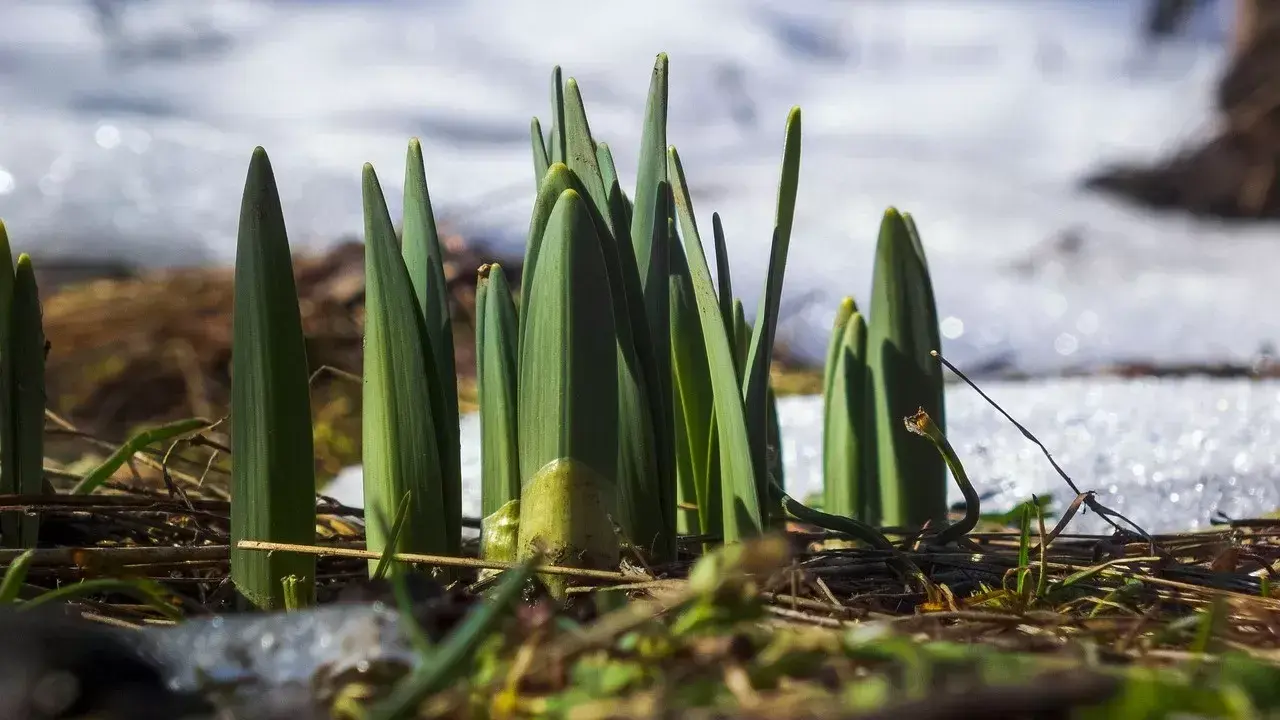 كوكتەمنىڭ لەبى سەزىلەدى: وڭتۇستىكتە 20 گرادۋسقا دەيىن كۇن جىلىنادى