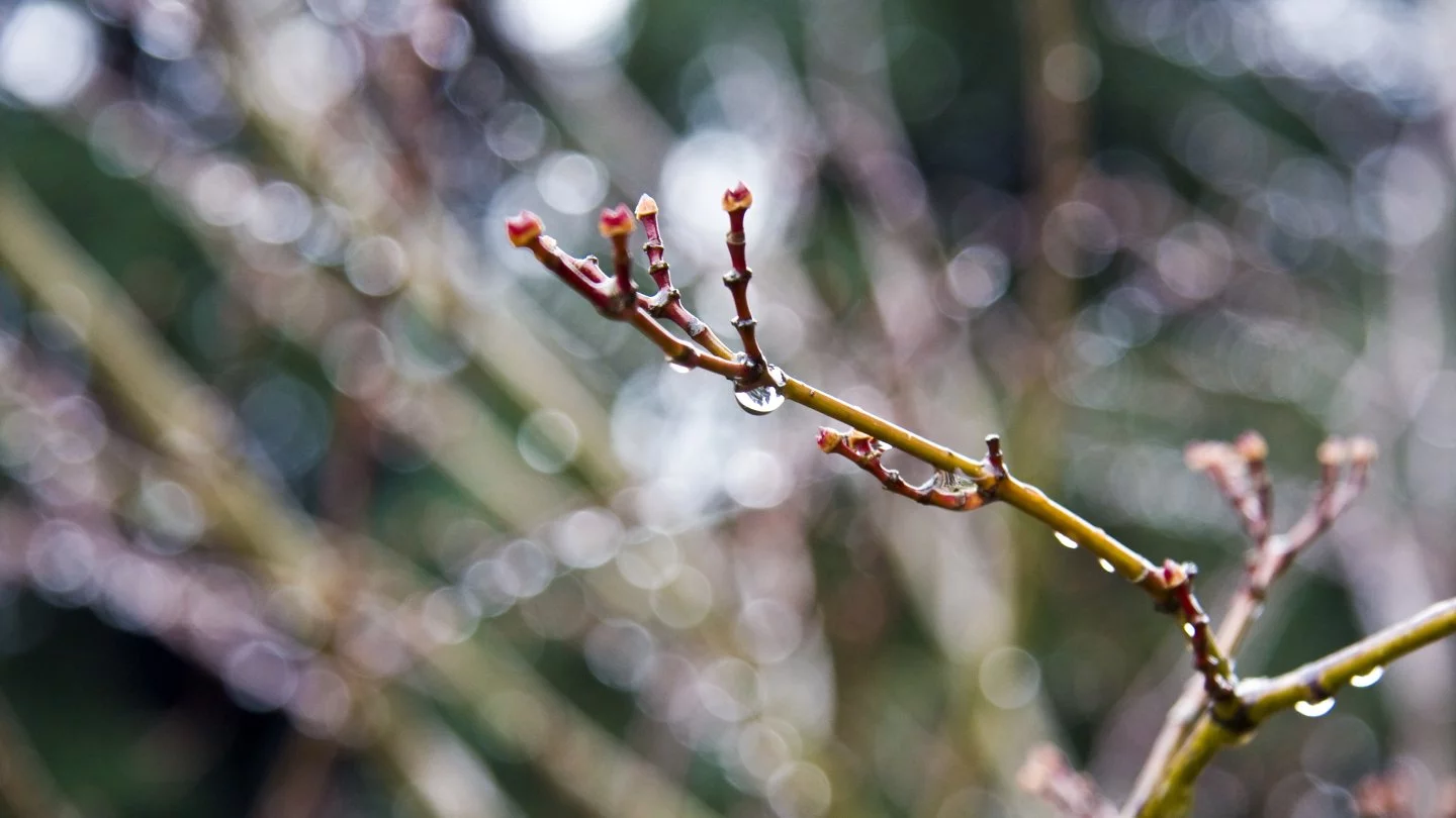 كوكتايعاق جانە تۇمان: 18 ناۋرىزعا ارنالعان اۋا رايى بولجامى