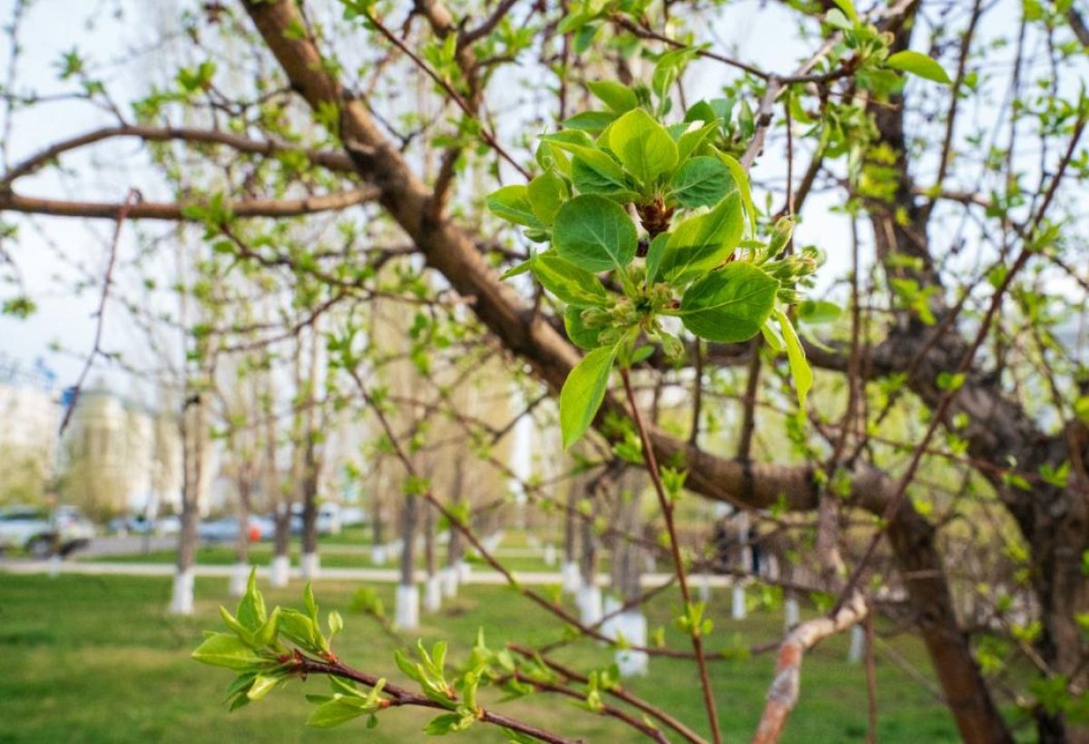 جاڭارۋ كۇنى: بۇگىن استانادا قانداي ءىس-شارالار وتەدى؟
