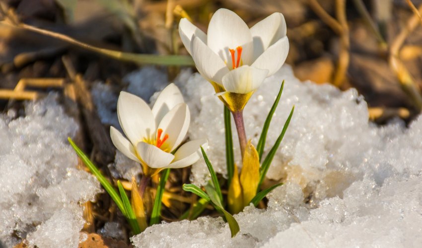 ناۋرىزناما: بۇگىن – جاڭارۋ كۇنى