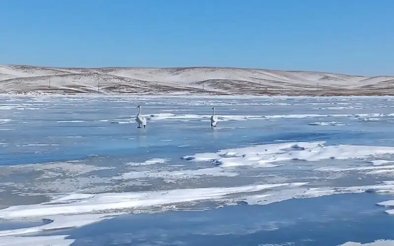 اقسۋعا ورالعان اققۋلار