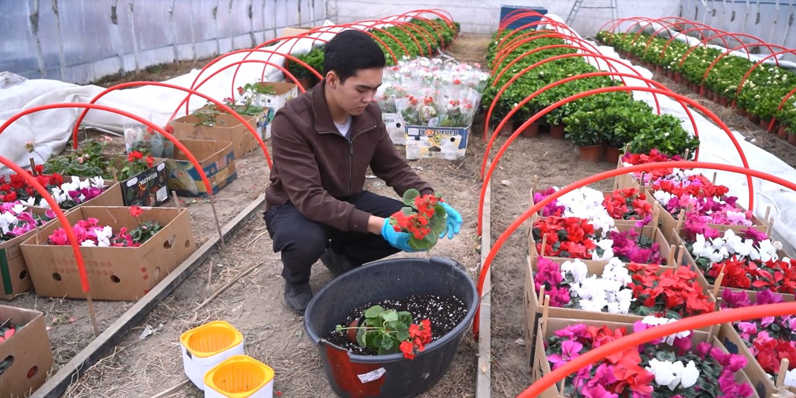 گۇل ءوسىرىپ تابىسىن ەسەلەگەن ستۋدەنت