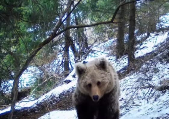 الماتى قورىعىندا ايۋلار قىسقى ۇيقىدان ەرتە وياندى