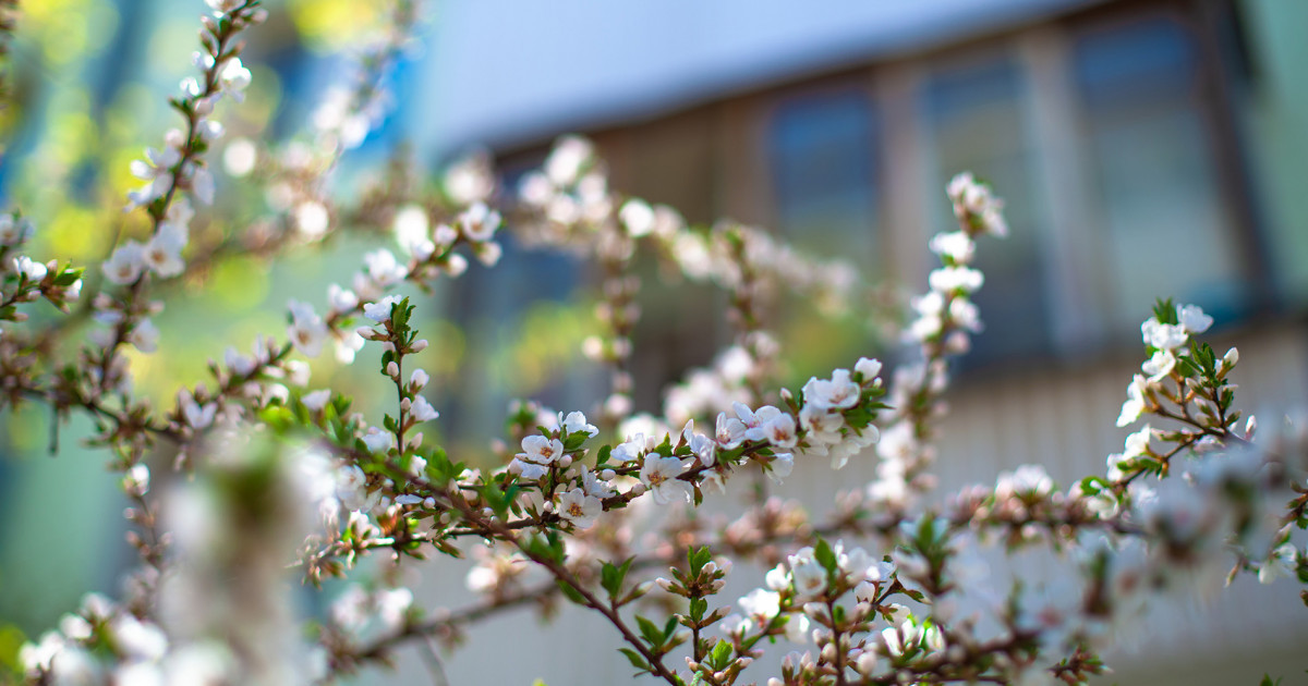 شاڭدى داۋىل, نايزاعاي جانە ءورت قاۋپى: 31 ناۋرىزعا ارنالعان اۋا رايى بولجامى