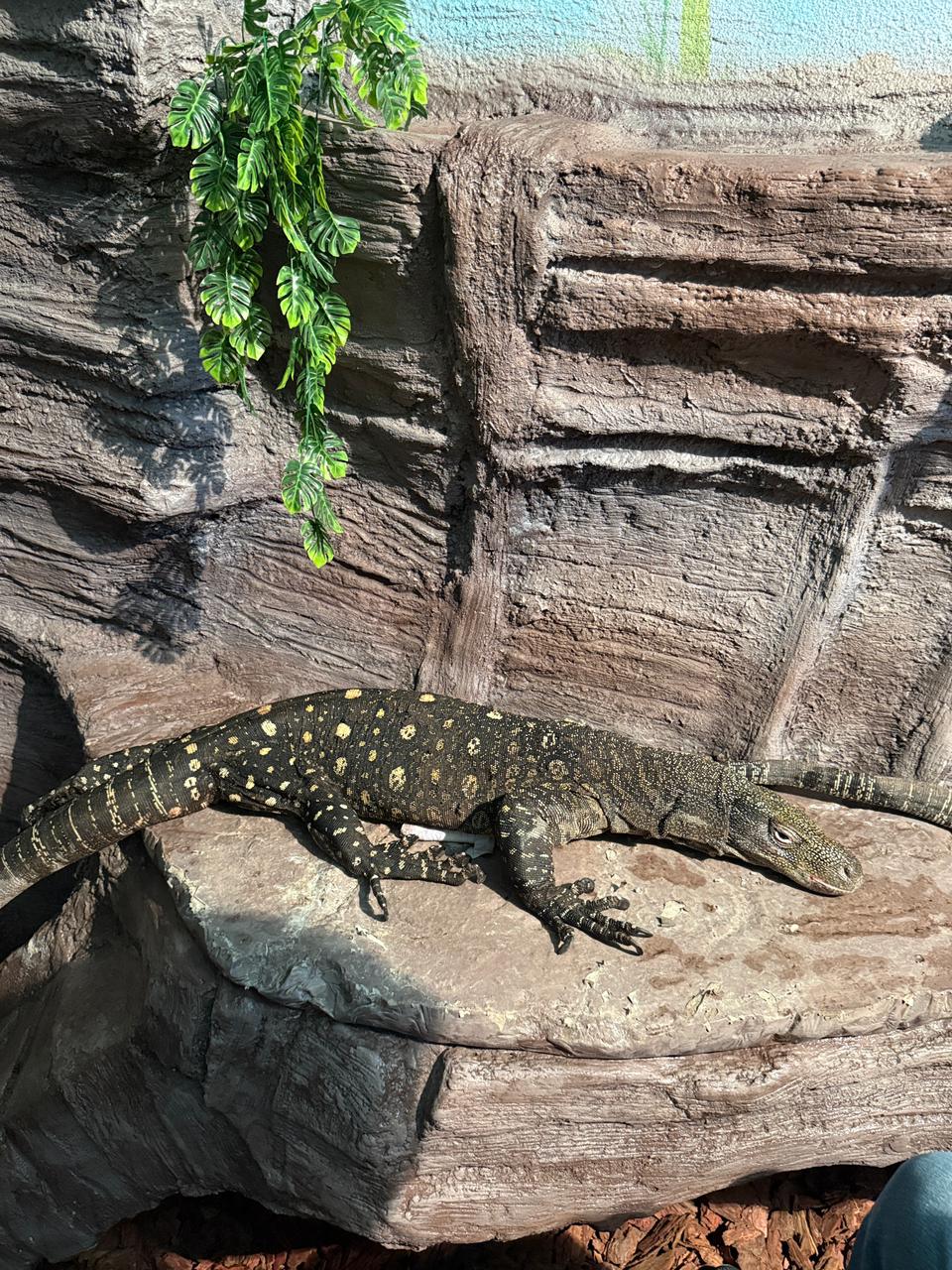 الماتىعا قولتىراۋىن-كەسىرتكە اكەلىندى