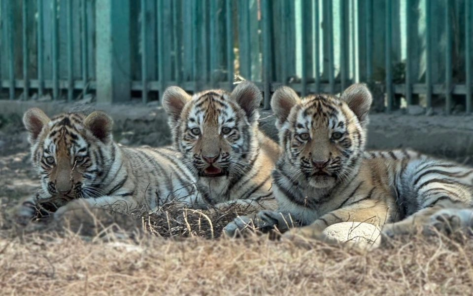 الماتى زووباعىندا دۇنيەگە كەلگەن امۋر جولبارىستارىنا ەسىم بەرىلدى