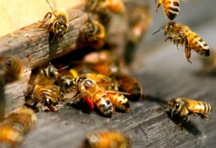 ۋىتتى قايتارعان كۇش