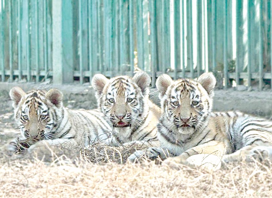 تاۋتاندارعا ات قويىلدى