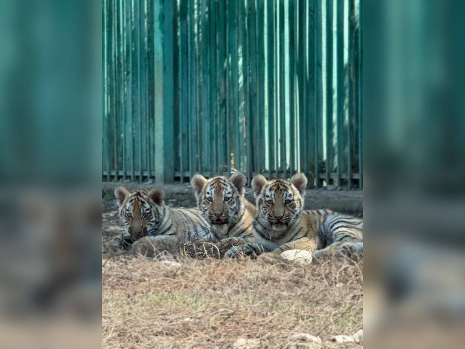 الماتى زووباعىندا تۋعان جولبارىس كۇشىكتەرى بەلسەندى بولا باستادى