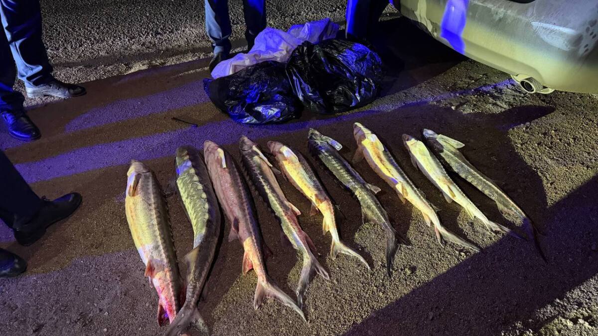 اقتاۋدا 40 كەلى قىزىل بالىقتى زاڭسىز تاسىمالداعان كۇدىكتى ۇستالدى