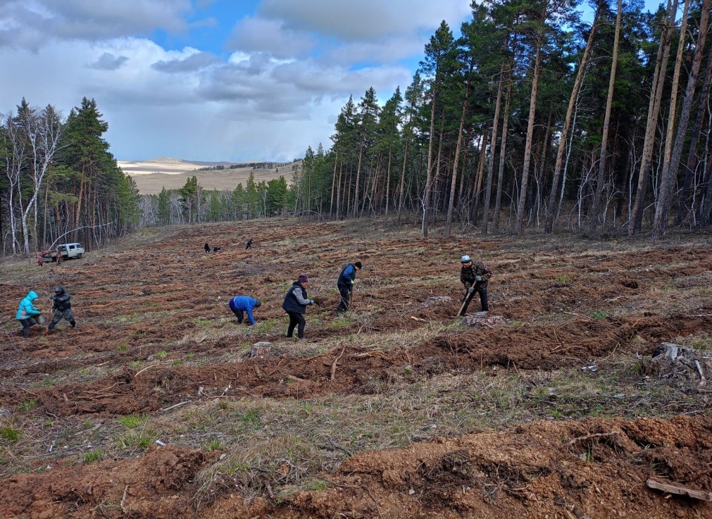 كوكشە كوشەتىمەن كورىكتى