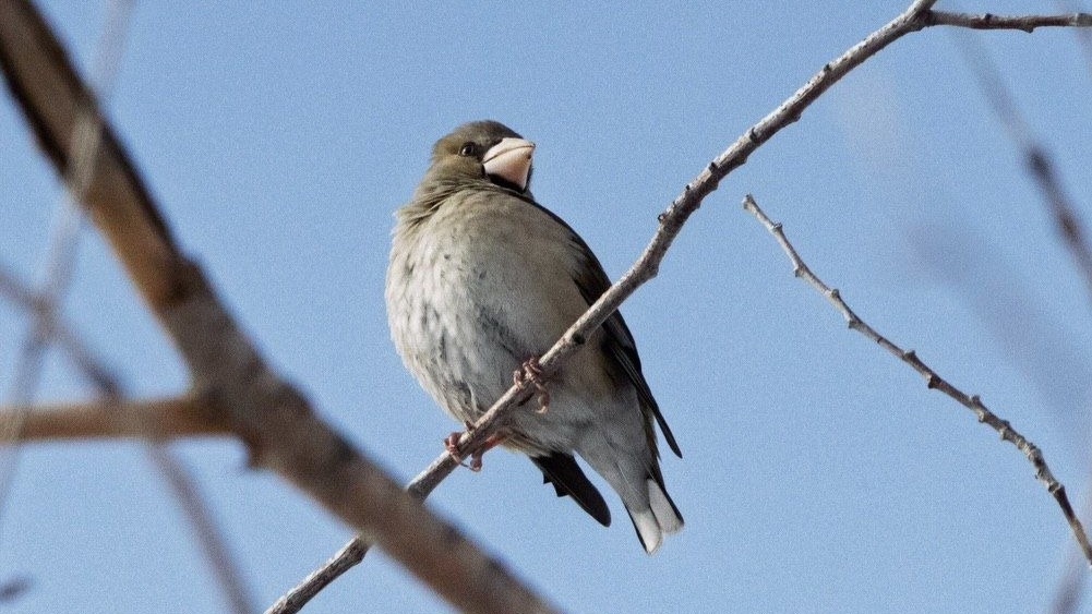 ەرتىس ورمانىندا قۇستىڭ 90 ءتۇرى بار