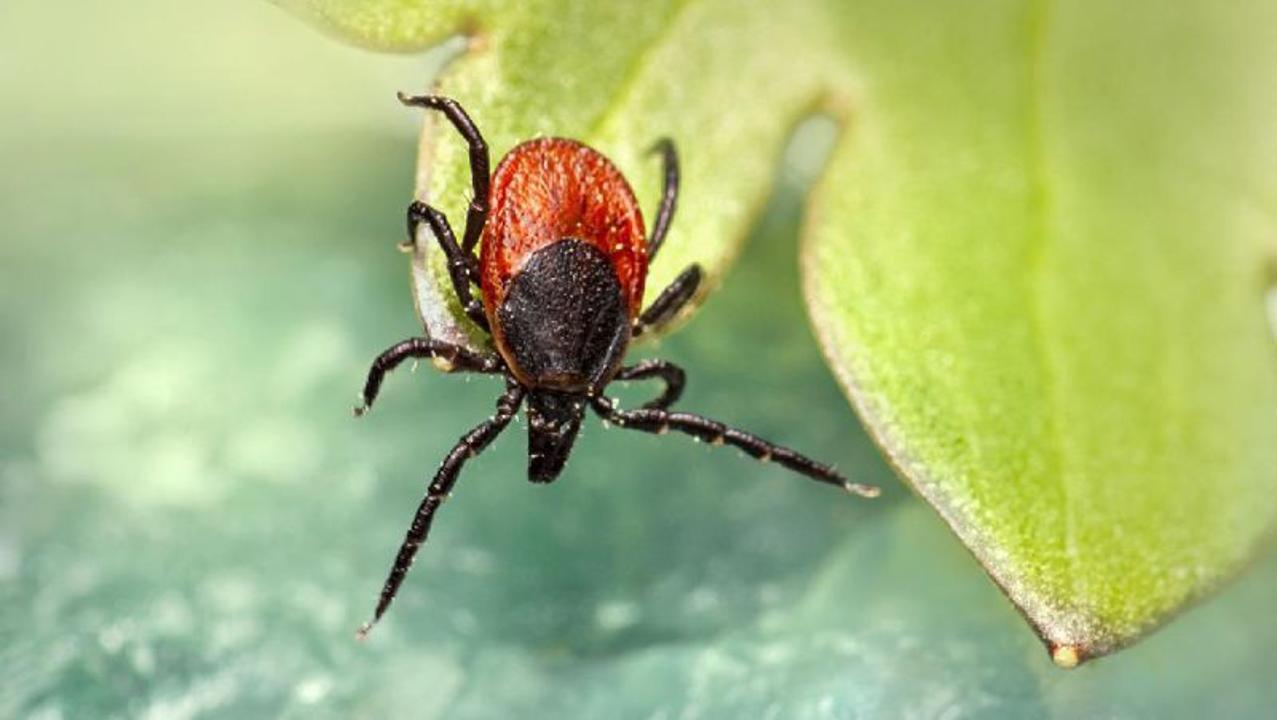 كونگو-قىرىم قىزباسى: قاۋىپتى ۆيرۋستان قالاي قورعانۋعا بولادى؟