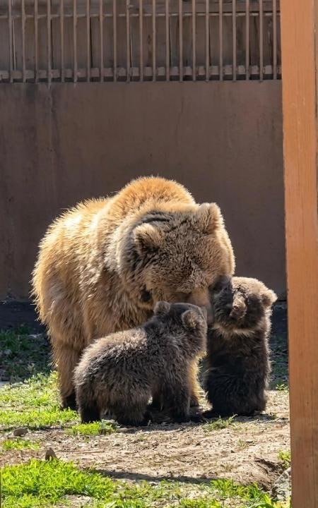 الماتى زووباعىندا قونجىقتارعا ات قويۋ ناۋقانى باستالدى