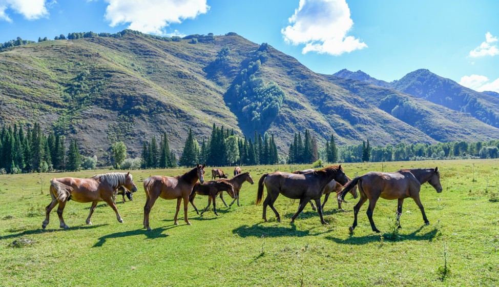 جىلقى كوبەيسە – ەل ىرىسى