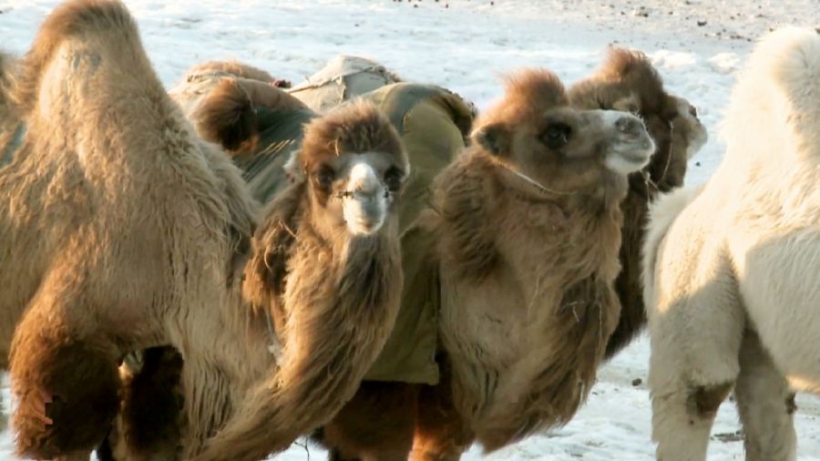 اتىراۋ وبلىسىندا تۇيە ۇرلاۋمەن اينالىسقان قىلمىستىق توپ ۇستالدى