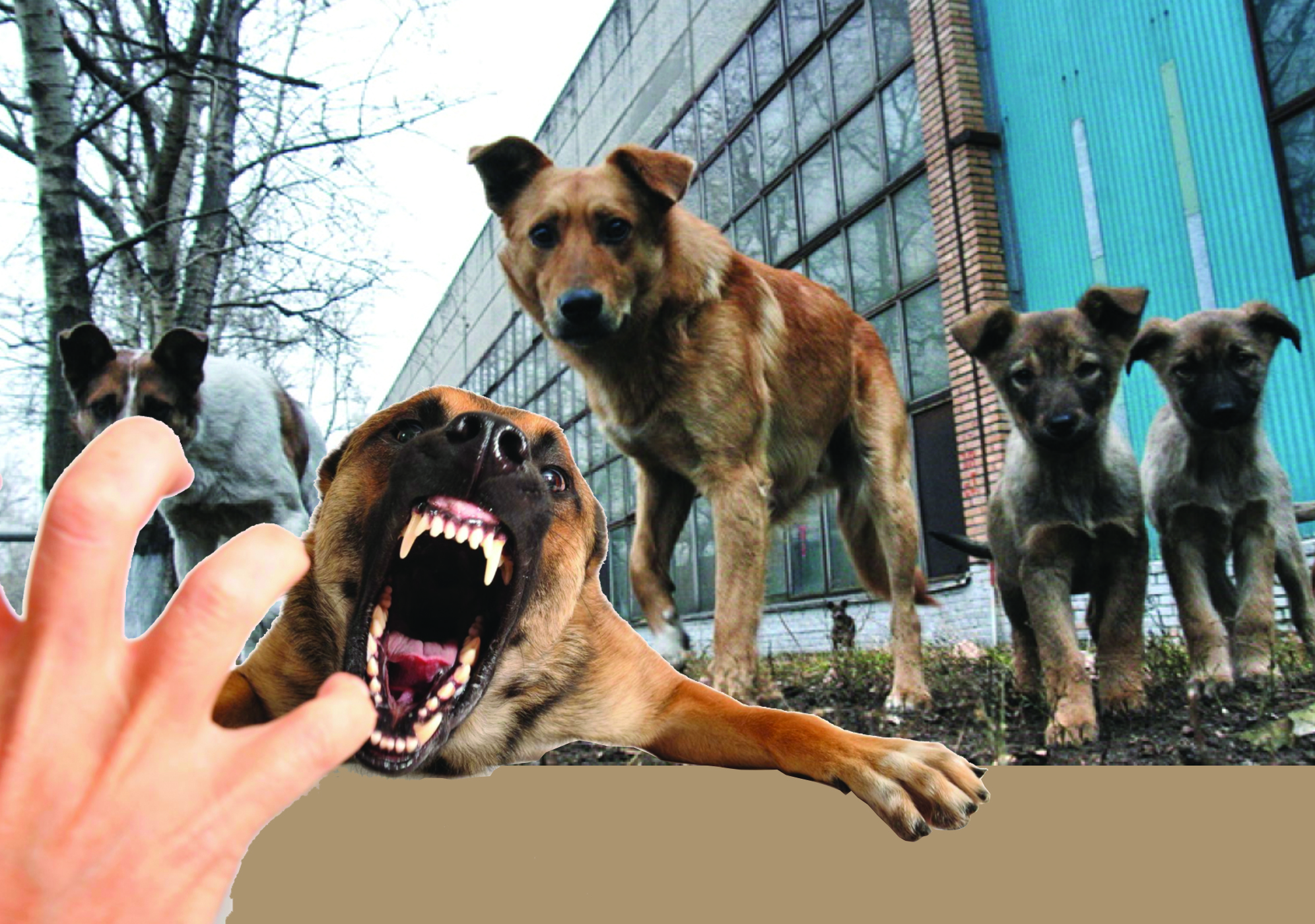 قاڭعىباس يتتەر جۇكتى ايەلگە شابۋىل جاسادى: انا مەن بالانىڭ جاعدايى قاتاڭ باقىلاۋدا