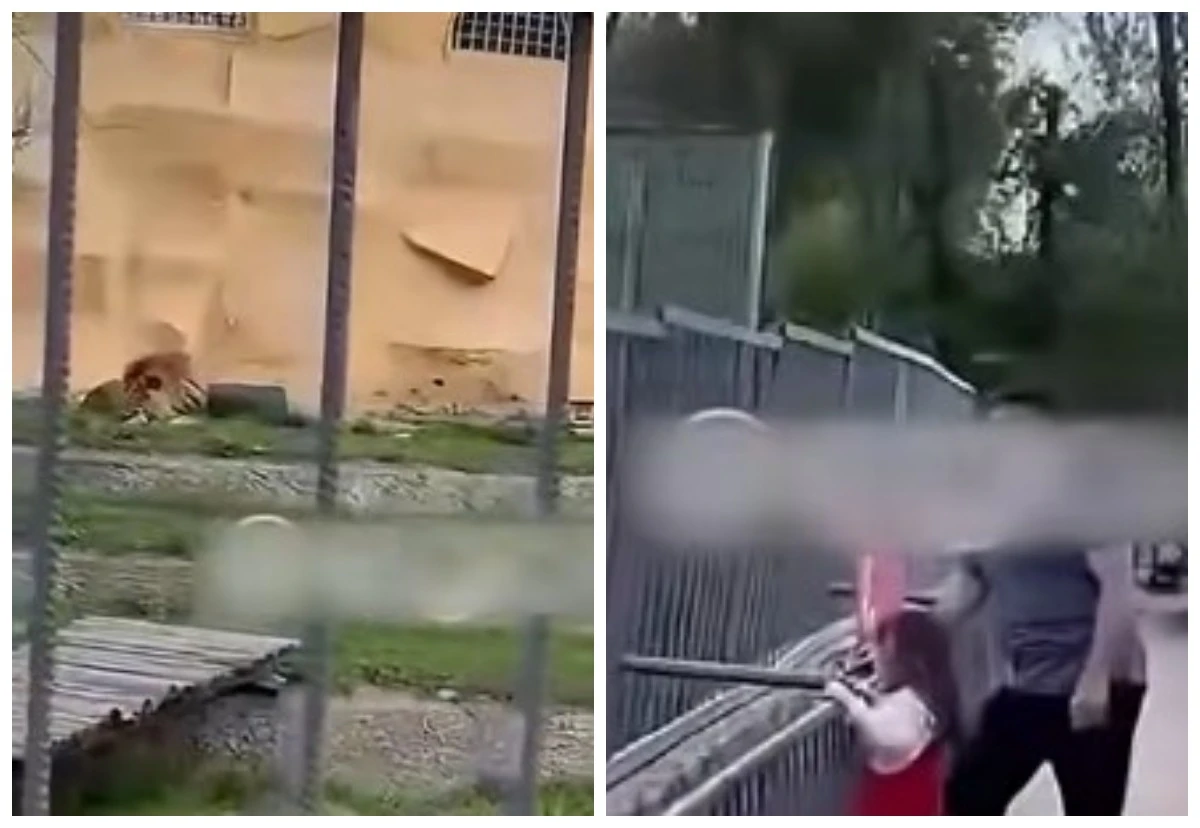 الماتىدا حايۋاناتتار باعىندا ارىستانعا تاس لاقتىرعان ەر ادامعا ايىپپۇل سالىندى