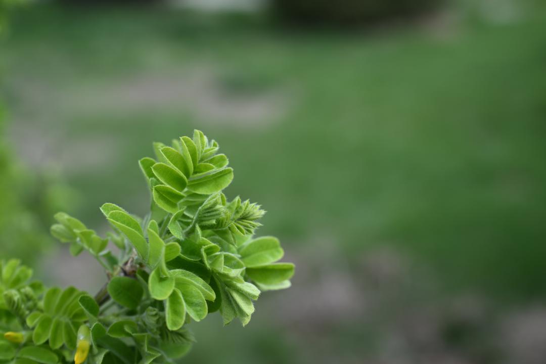 تابيعاتپەن ۇندەسكەن ولكە