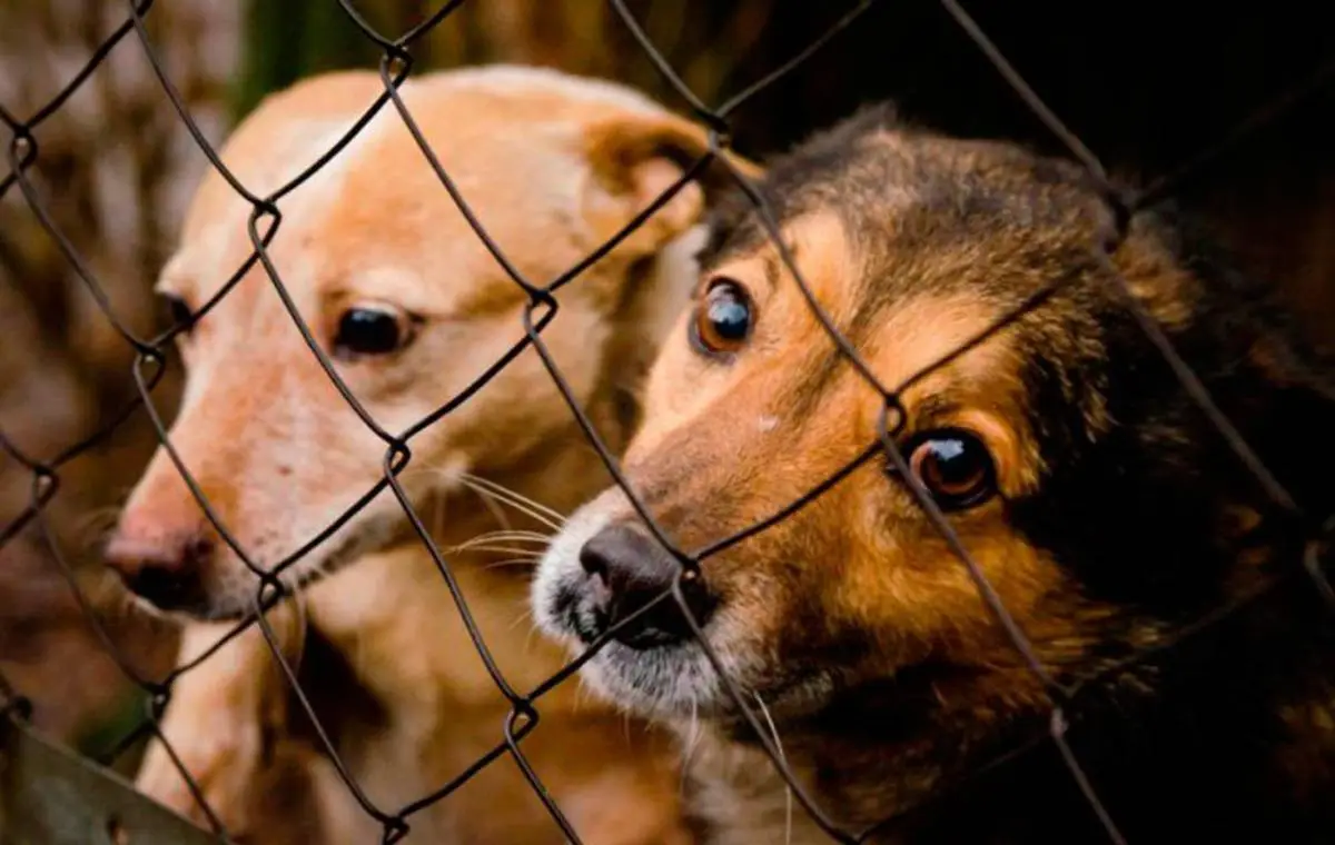 جانۋارلار تۋرالى زاڭعا ەنگىزىلگەن تۇزەتۋلەر: دەرەكتەر, تسيفرلار جانە وزگەرىستەردىڭ سەبەپتەرى