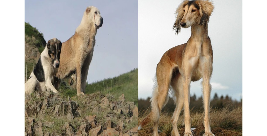 «قازاق تازىسى مەن توبەت كۇنى»: قازاقستاندا جاڭا مەرەكە پايدا بولدى