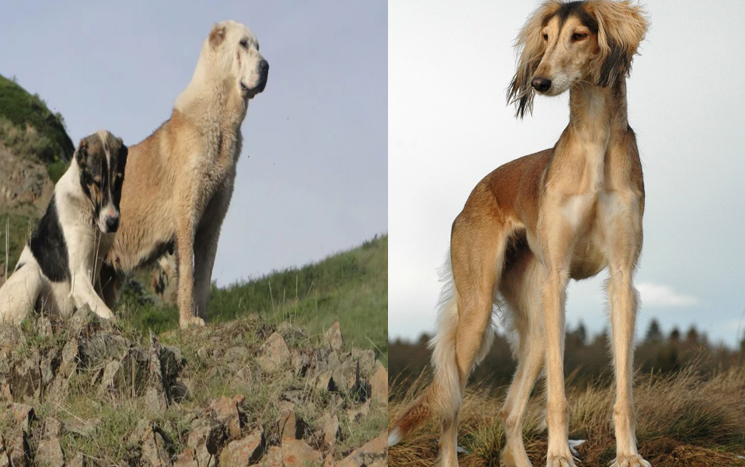 «قازاق تازىسى مەن توبەت كۇنى»: قازاقستاندا جاڭا مەرەكە پايدا بولدى