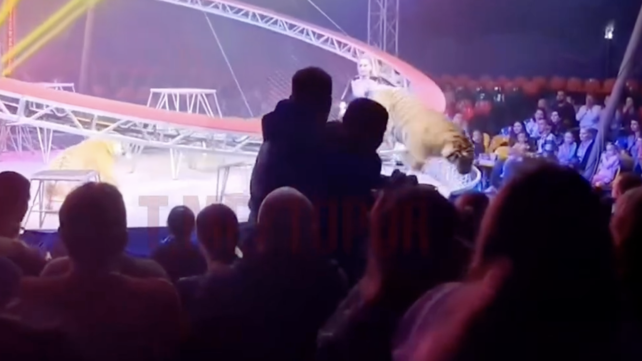 رەسەيدە قويىلىم كەزىندە جولبارىس كورەرمەندەرگە قاراي سەكىرگەن