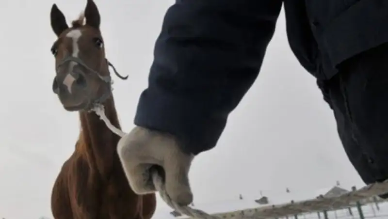 17 جىل مال باققان شوپان كۇدىككە ءىلىندى: جەتىسۋ وبلىسىندا ءىرى كولەمدەگى مال ۇرلىعى اشىلدى