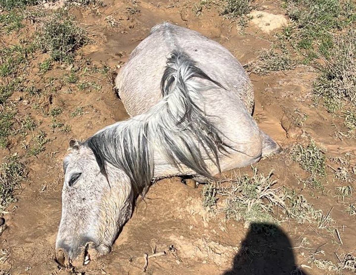 ماڭعىستاۋدا جاپپاي مال قىرىلىپ جاتىر: فەرمەرلەر  وتەماقى تالاپ ەتتى