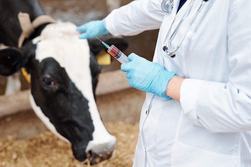 قازاقستاندا ۆەتەرينارلارعا قوسىمشا تولەمدەر ەنگىزىلۋى مۇمكىن